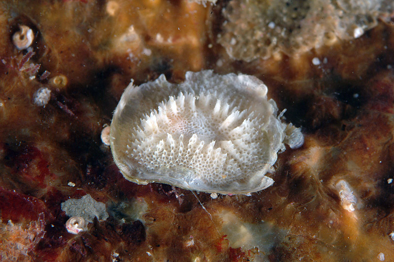 Lichenopora radiata